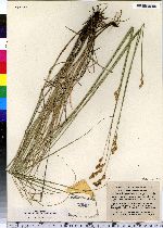 Carex bicknellii image