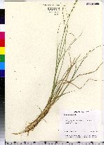 Carex canescens image