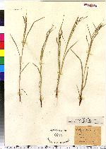 Carex debilis image