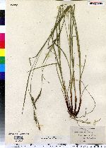 Carex virescens image