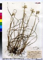 Eriophorum viridicarinatum image