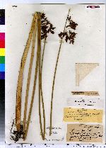 Schoenoplectus tabernaemontani image