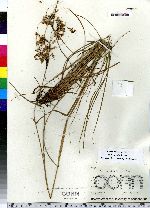 Scirpus atrocinctus image