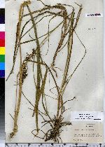 Scirpus atrocinctus image