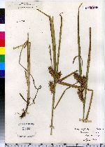 Carex lupuliformis image