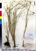 Carex muhlenbergii image