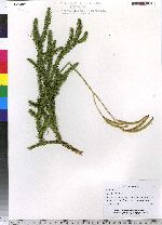 Lycopodium clavatum image