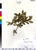 Vaccinium myrtilloides image