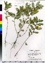 Chamaecrista fasciculata image