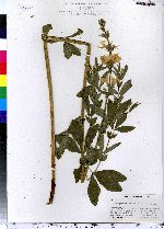 Thermopsis mollis image