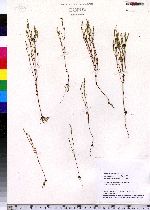 Hypericum gentianoides image