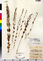 Image of Erythraea spicata