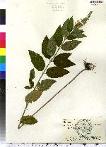 Teucrium canadense image