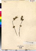 Lamium amplexicaule image