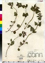 Lamium maculatum image