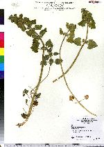 Lamium purpureum image