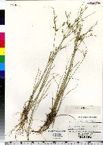 Juncus tenuis image