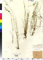 Juncus tenuis image