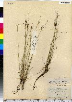 Juncus tenuis image