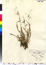 Luzula acuminata ssp. acuminata image