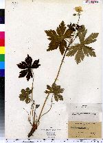 Geranium maculatum image