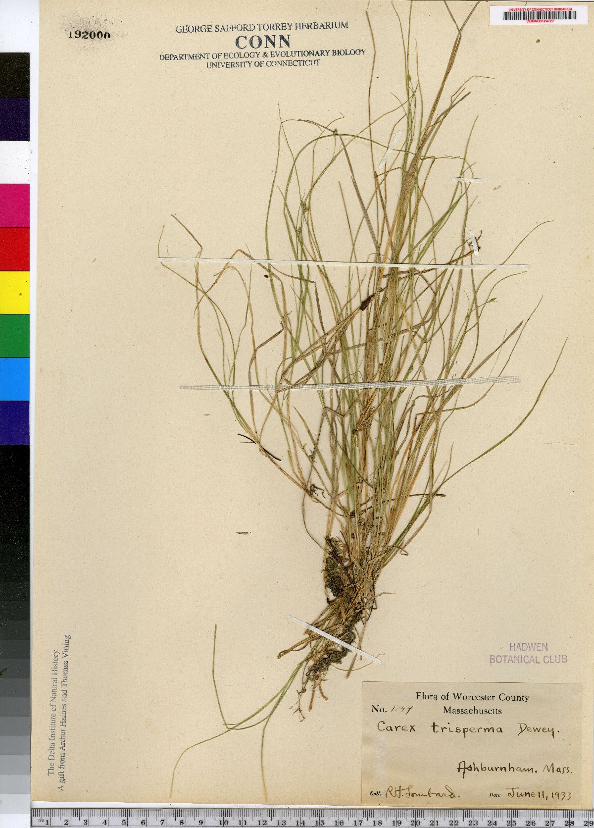 Carex trisperma image