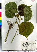 Abutilon theophrasti image