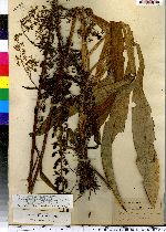 Veratrum latifolium image