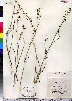 Zigadenus chloranthus image