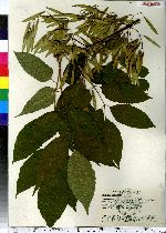 Fraxinus americana image