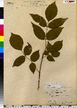 Fraxinus americana image