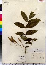 Fraxinus sambucifolia image