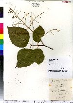 Syringa japonica image
