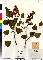 Syringa vulgaris image