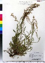 Rumex acetosella image