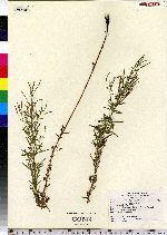 Epilobium leptophyllum image