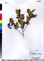 Photinia pyrifolia image