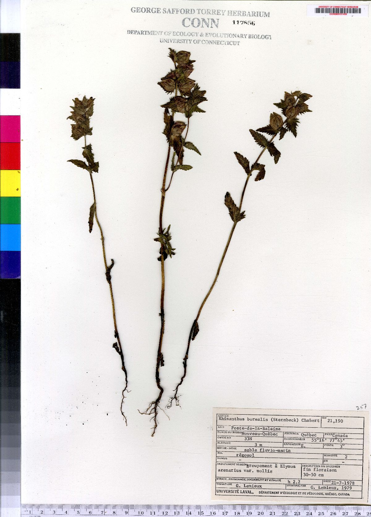 Rhinanthus minor ssp. groenlandicus image