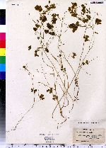 Oxalis dillenii image