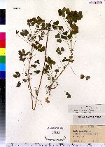 Oxalis stricta image