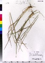 Schizachyrium scoparium image