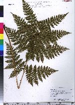 Dryopteris campyloptera image