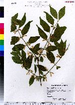 Lonicera maackii image