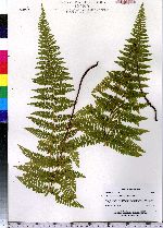 Dennstaedtia punctilobula image