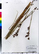 Cladium mariscoides image