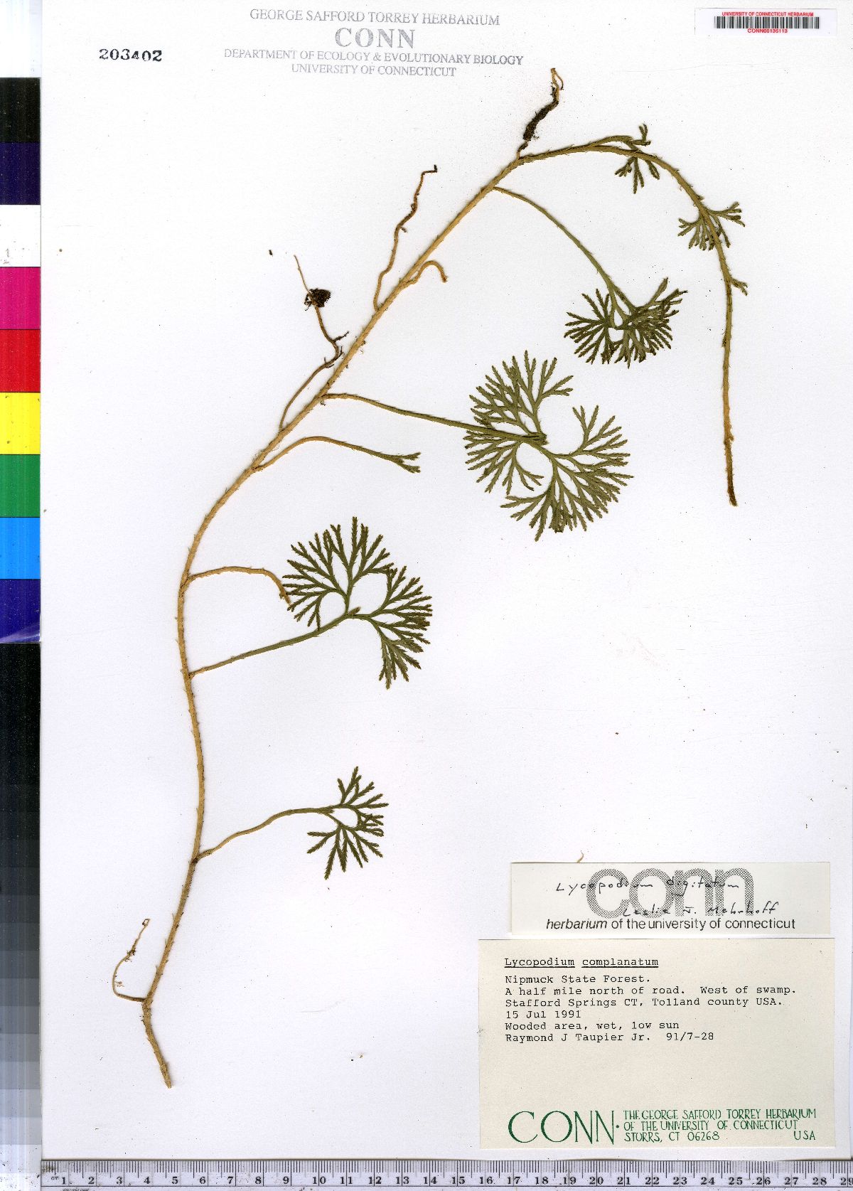 Lycopodium complanatum image