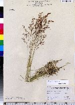 Agrostis stolonifera image