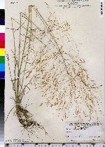 Agrostis scabra image