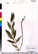 Lysimachia thyrsiflora image