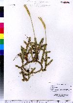 Lycopodium clavatum image